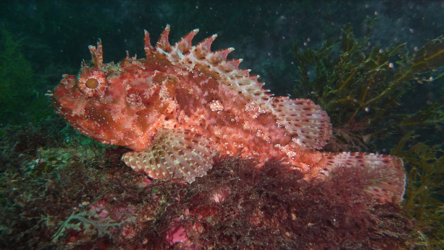Campeonato Navarro de Fotografía Submarina 2021
